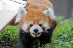 Hình ảnh con gấu mèo đáng yêu