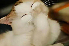 1_anh-meo-cuoi-che-mieng-meme-1