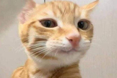 1_anh-meo-cute-1