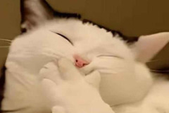 anh-meo-cuoi-che-mieng-meme-1