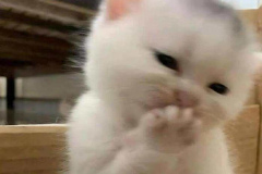anh-meo-cuoi-che-mieng-meme-cute-1