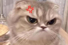 anh-meo-beo-u-meme-hai-1