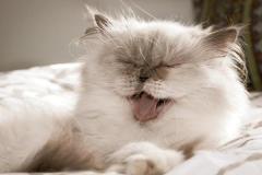 anh-meo-trang-dep-cute-1