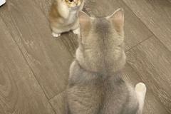 avt-doi-meo-danh-nhau-cute-