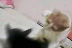 avt-doi-meo-danh-nhau-cute-1