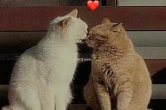 1_avt-meo-doi-trai-tim-cute-1