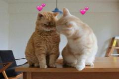 avt-meo-doi-trai-tim-cute-1