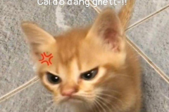 1_anh-meo-gian-meme-hai-1