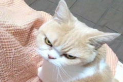 anh-meo-cute-doi-1