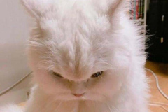anh-meo-cute-doi-11