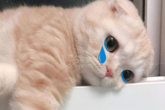 anh-meo-cute-1