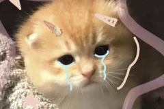 anh-meo-cute-khoc-1