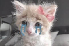 anh-meo-cute-khoc-hu-1