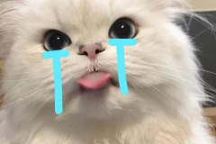 meme-anh-meo-khoc-slay-cute-1