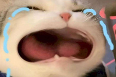 meme-anh-meo-khoc-thet-gao-1
