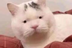 1_anh-meo-meme-1