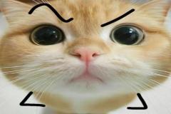 1_anh-meo-vang-meme-hot-1