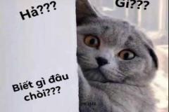 1_anh-meo-xam-meme-dang-yeu-1