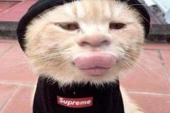anh-mao-meme-bua-1