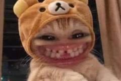 anh-mao-meme-bua-hai-1