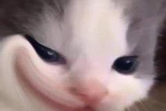 anh-meo-meme-troll-cute-1