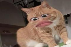 anh-meo-vang-meme-cute-1