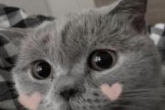 anh-meo-xam-meme-cute-1