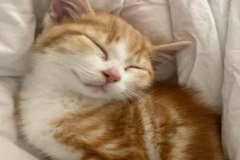 1_avt-meo-ngu-cute-1