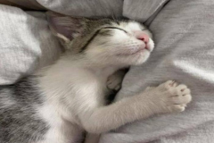 avt-meo-ngu-cute-1