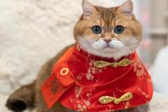 avatar mèo tết đẹp nhất