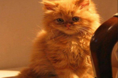 avt-meo-vang-cute-1