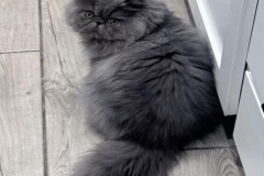 1_avt-meo-xam-cute-1