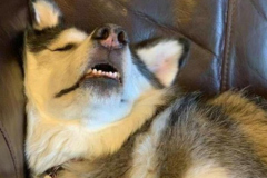 BST hình chó cute đáng yêu nhất