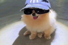 BST hình chó cute đáng yêu nhất