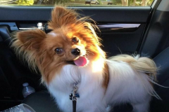 1_anh-cho-chihuahua-cuoi-1
