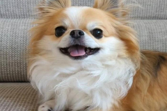 1_anh-cho-chihuahua-cuoi-dep-1