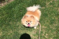 1_anh-cho-chihuahua-cuoi-xinh-1