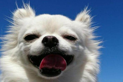 anh-cho-chihuahua-cuoi-dep-1