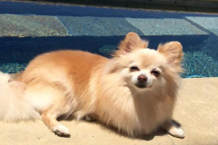 anh-cho-chihuahua-cuoi-xinh-1