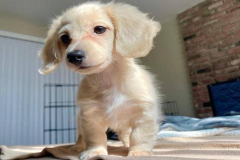 anh-cho-lap-xuong-con-cute-1