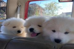 Hình 3 con chó cute