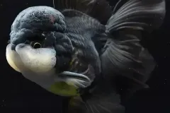 anh-ca-ba-duoi-3