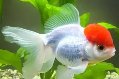 hinh-anh-ca-ba-duoi-1