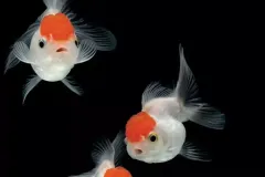 hinh-anh-ca-ba-duoi-2