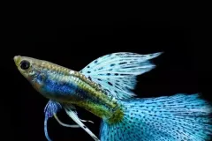 anh-ca-guppy-1