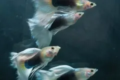 anh-ca-guppy-2