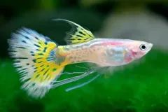 hinh-anh-ca-bay-mau-3