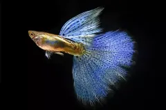 hinh-anh-ca-guppy