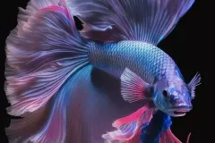 anh-betta-3