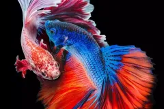 anh-betta-dep-1